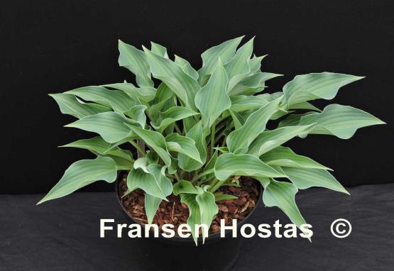 Hosta Rhythm and Blues